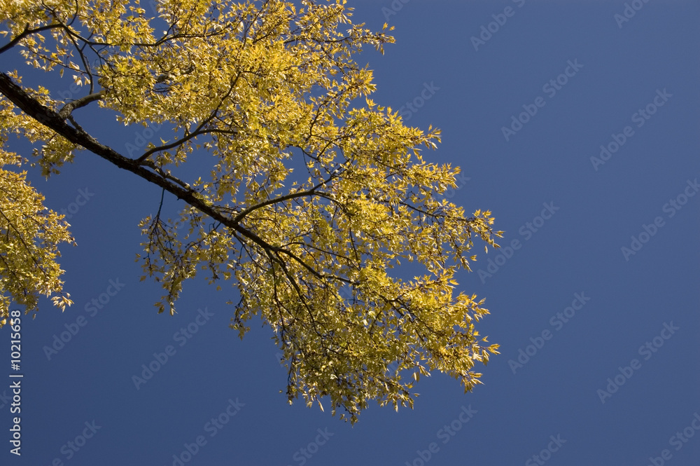 Fototapeta premium sunny bough