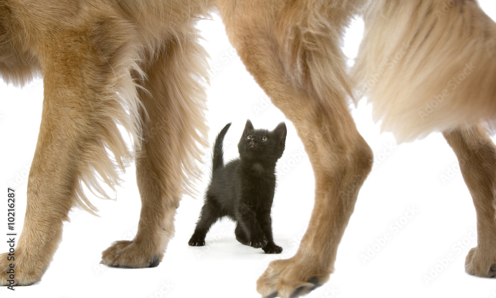 Obraz premium A tiny kitten looks up at an enormous Golden Retriever dog