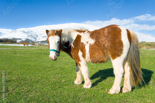 Poni en Alto Campoo, Cantabria (Spain) photo