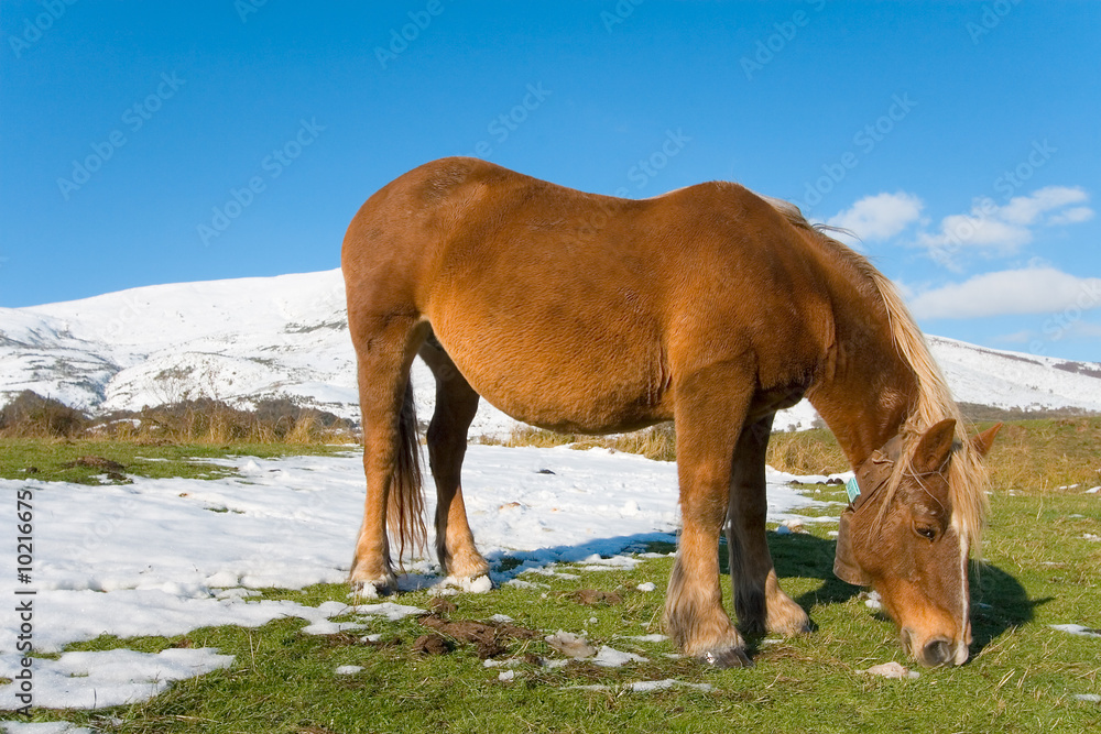 Obraz premium Caballo en la nieve, Cantabria (Spain)