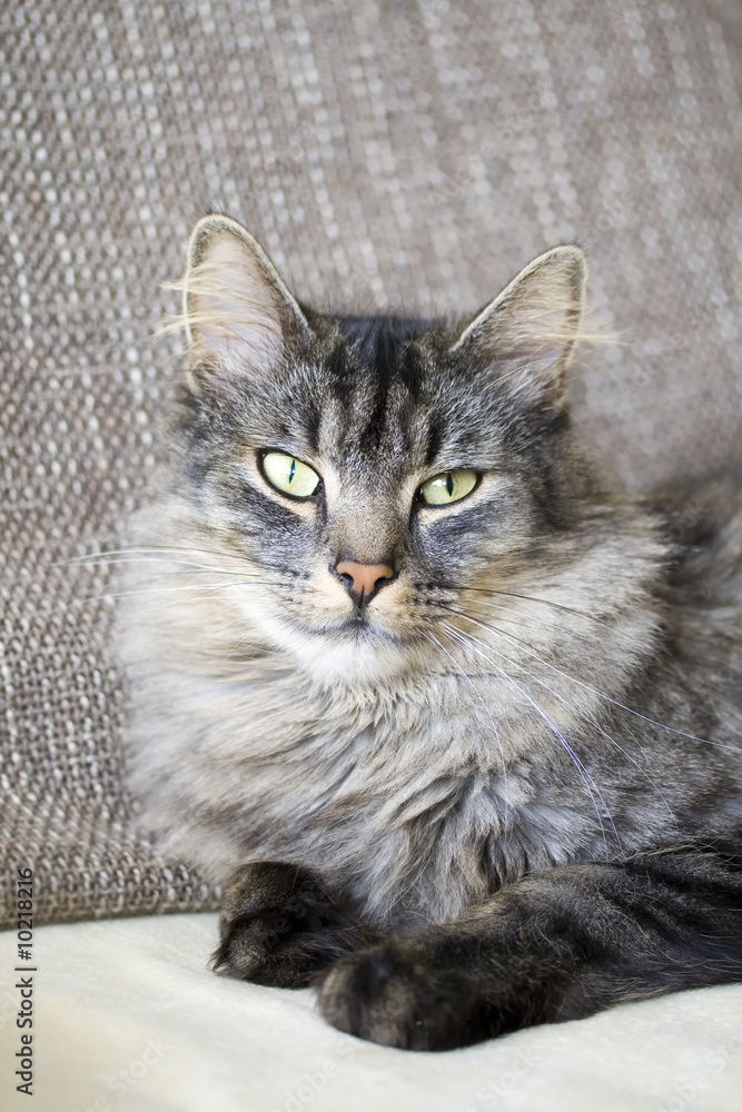 Fototapeta premium Katze