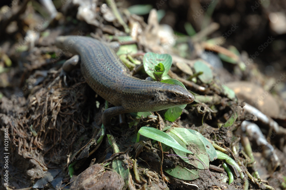 Obraz premium lizard