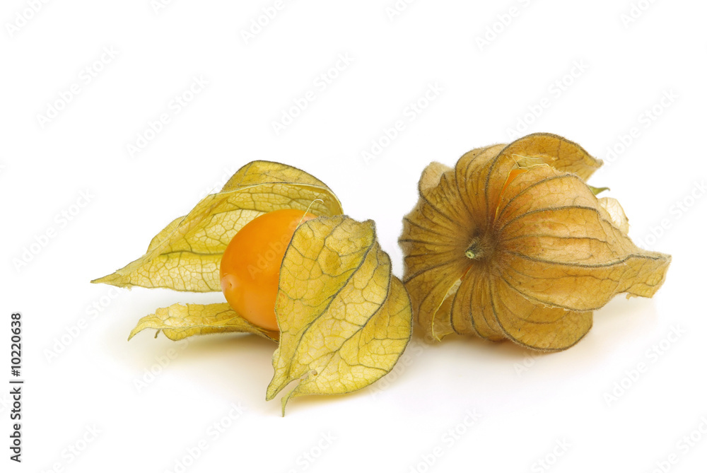 Physalis 03 Physalis 03