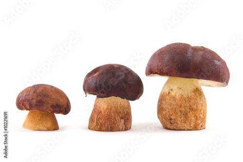 Three mushrooms placed on growth isolated on a white background