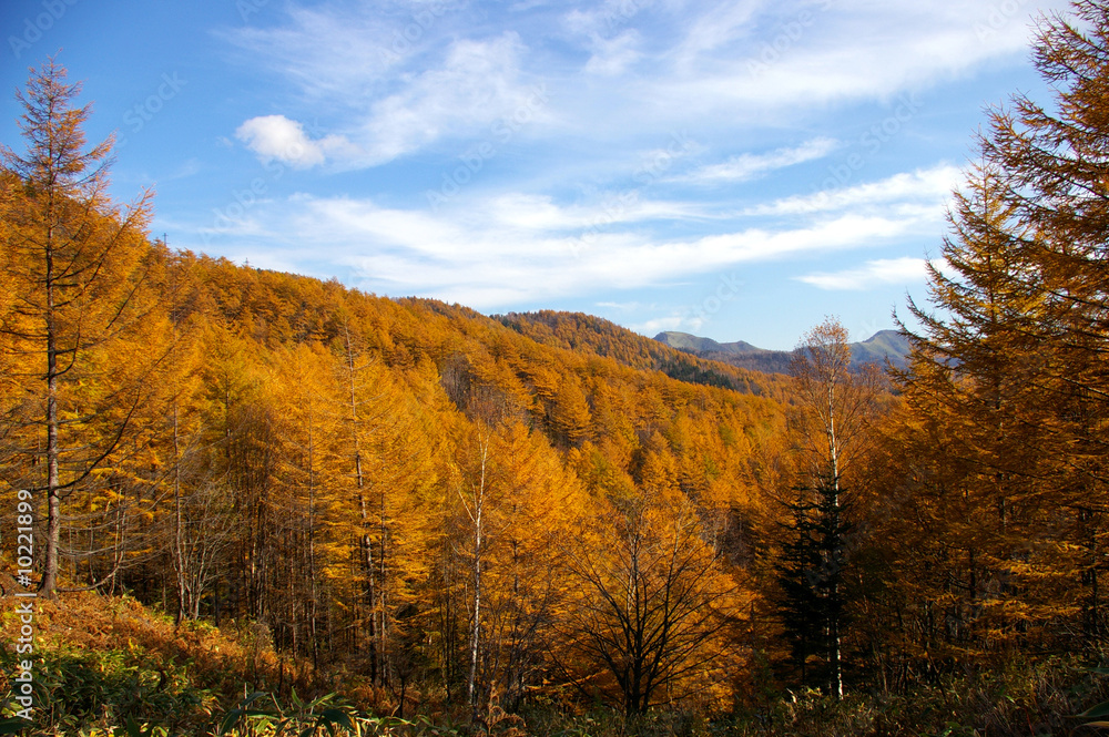 Autumn gold. Autumn gold.