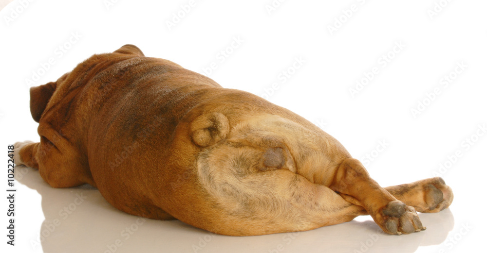 english bulldog from the bum or backside english bulldog from the bum or backside
