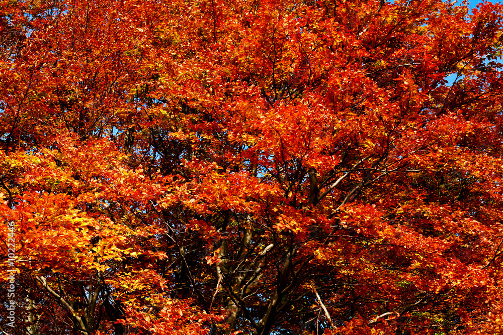 An background of trees with yellow leaves. Autumn theme An background of trees with yellow leaves. Autumn theme
