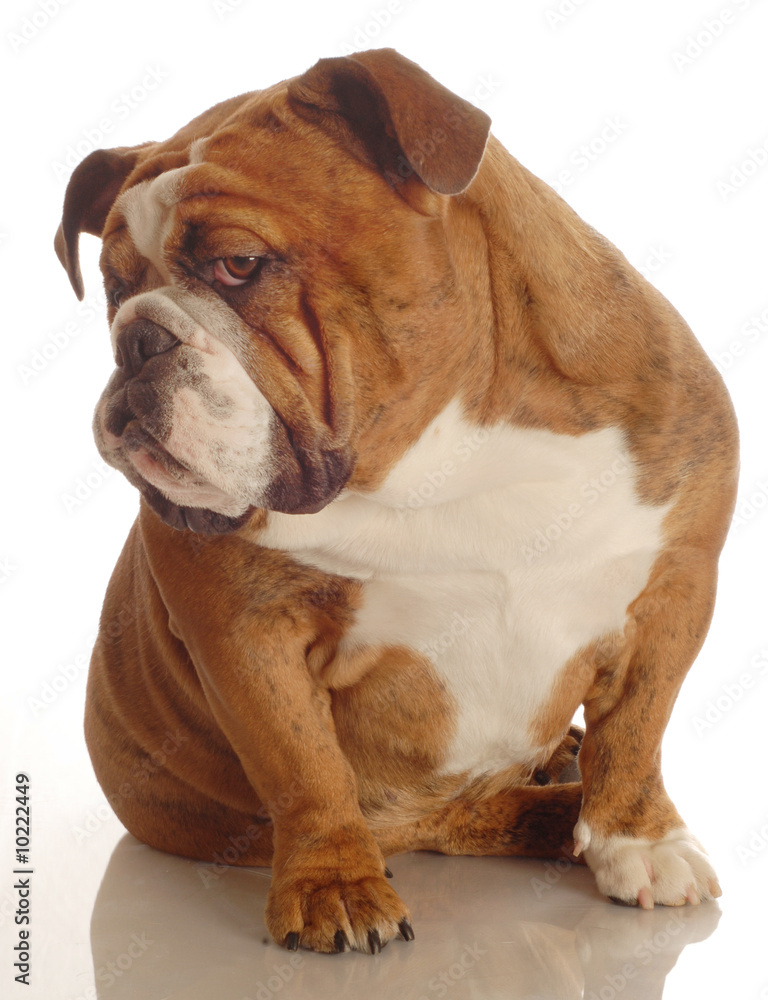 red brindle english bulldog with a bad attitude