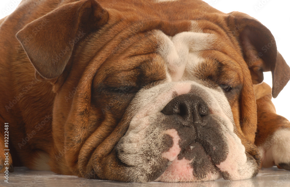 close up of a sleepy red brindle english bulldog