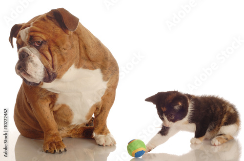 english bulldog ignoring kitten playing with ball beside her
