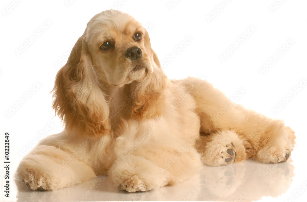 american cocker spaniel laying down - six months old american cocker spaniel laying down - six months old
