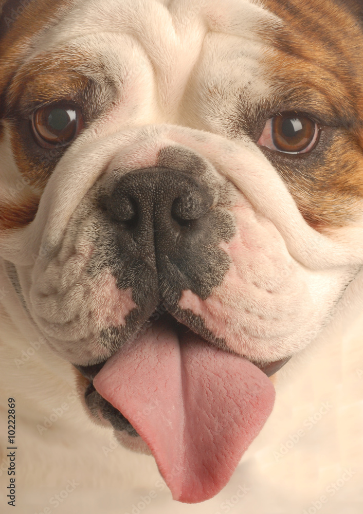 close up of english bulldog face with tongue out panting