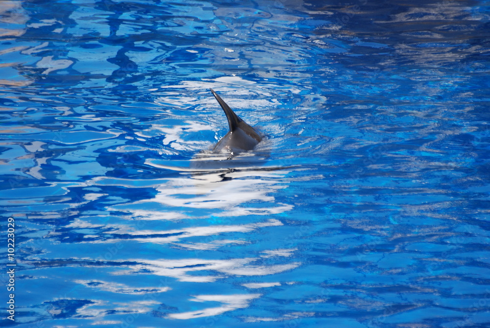 Fototapeta premium dauphin