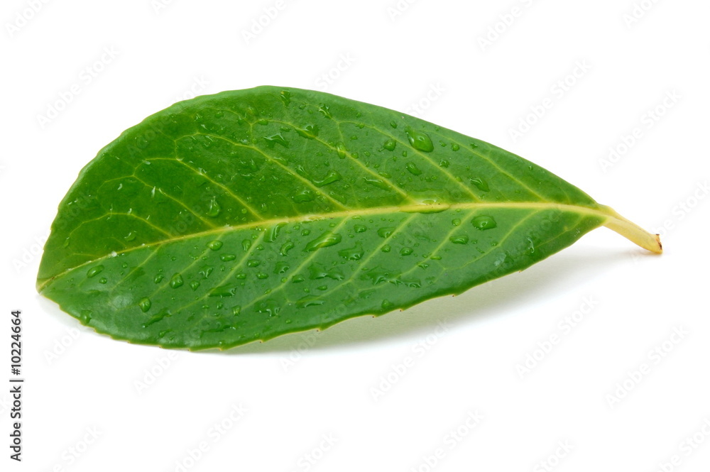 green leaf with water drops after summer rain isolated green leaf with water drops after summer rain isolated