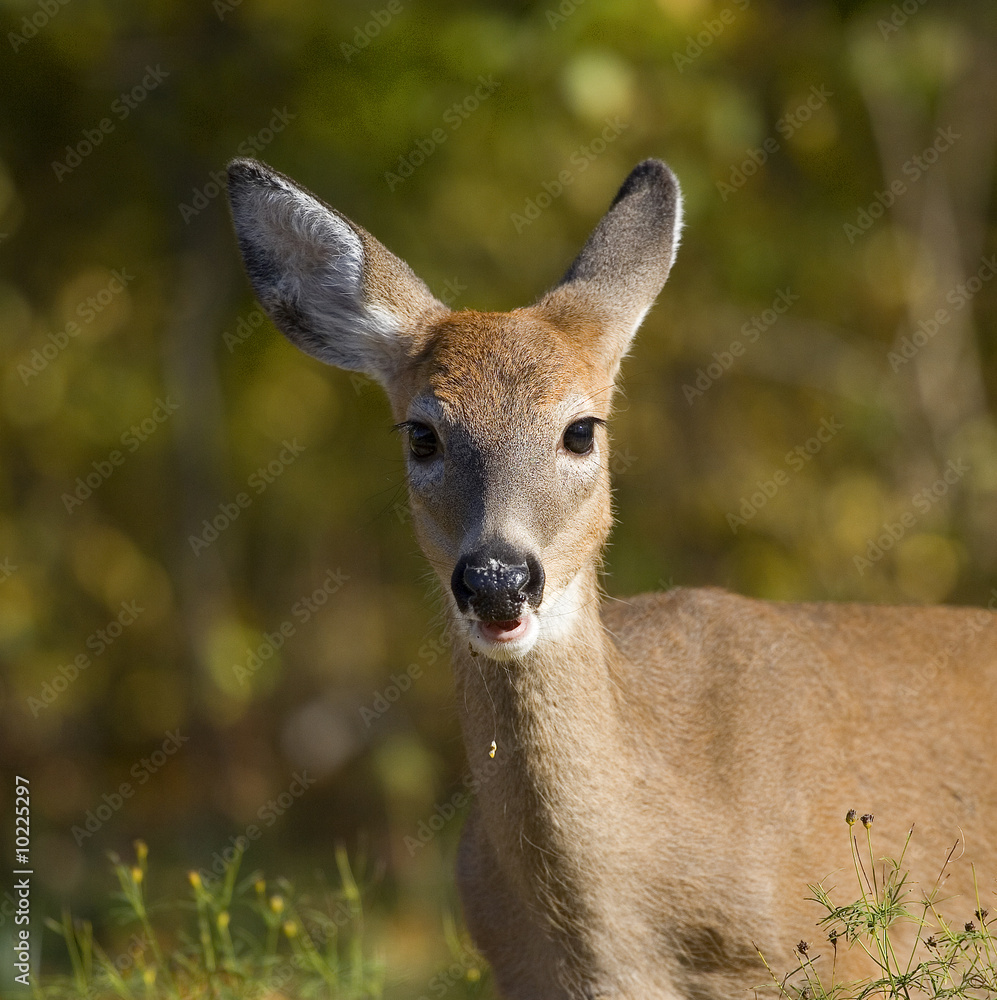 whitetail yearling with food on its mouth in fall whitetail yearling with food on its mouth in fall