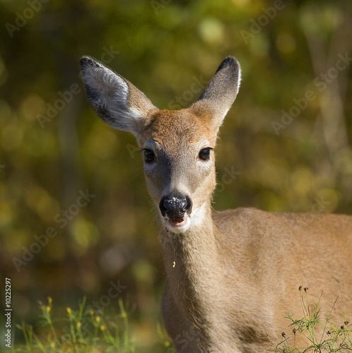 whitetail yearling with food on its mouth in fall