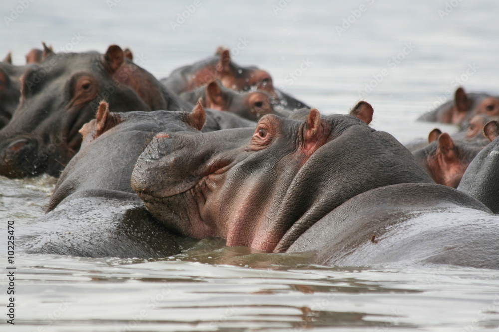 photo taken, in a kenyan lake, of hippos. photo taken, in a kenyan lake, of hippos.