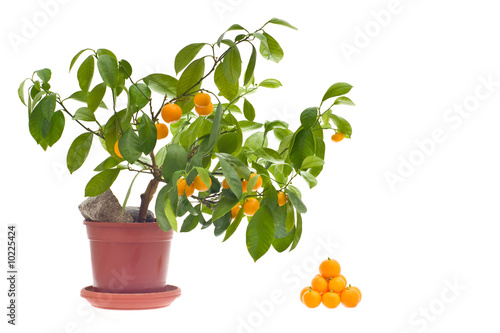 small citrus trea in the pot