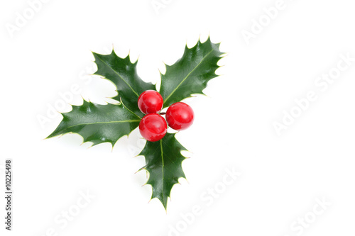 Sprig of European holly isolated on white
