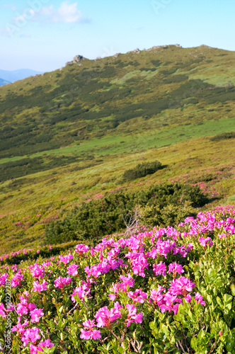 Pink rhododendron flowers on summer mountainside