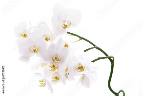 Fototapeta Naklejka Na Ścianę i Meble -  White orchids isolated close-up