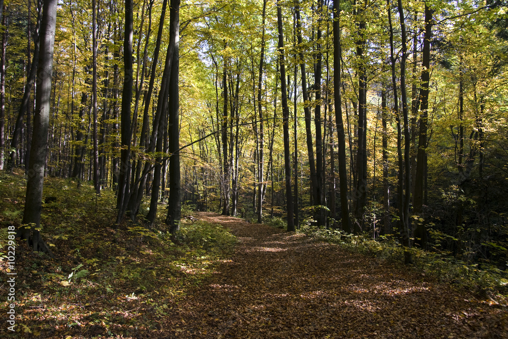 Naklejka premium Autumn way in the wild beech forest