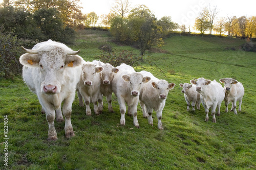 vaches charolaises