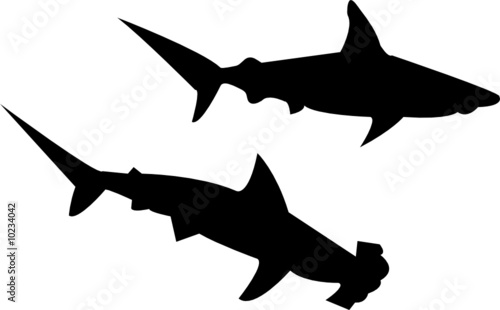shark