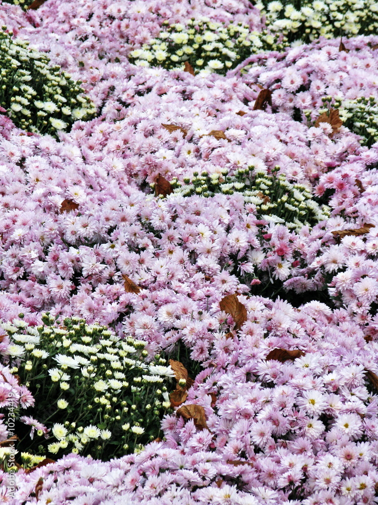 Massif de fleurs blanches et roses. Jardin public, Paris. Stock Photo |  Adobe Stock
