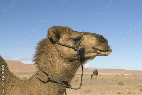 Two Moroccan camels  in the Sahara
