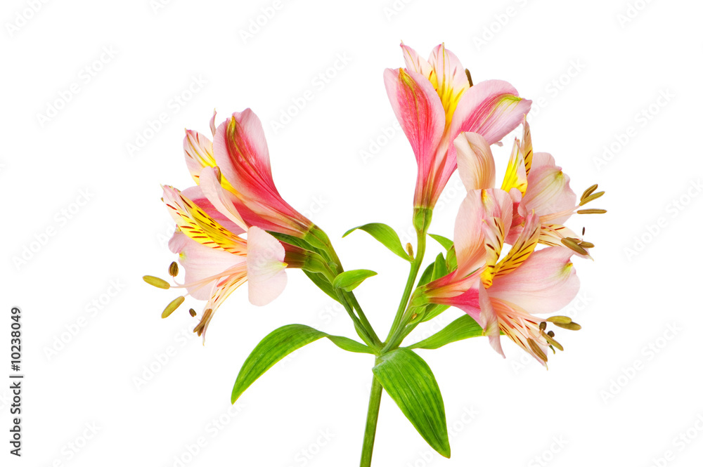 Fototapeta premium Colourful lilies isolated on the white background