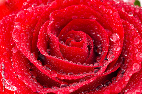 Fototapeta Naklejka Na Ścianę i Meble -  rose with water droplets