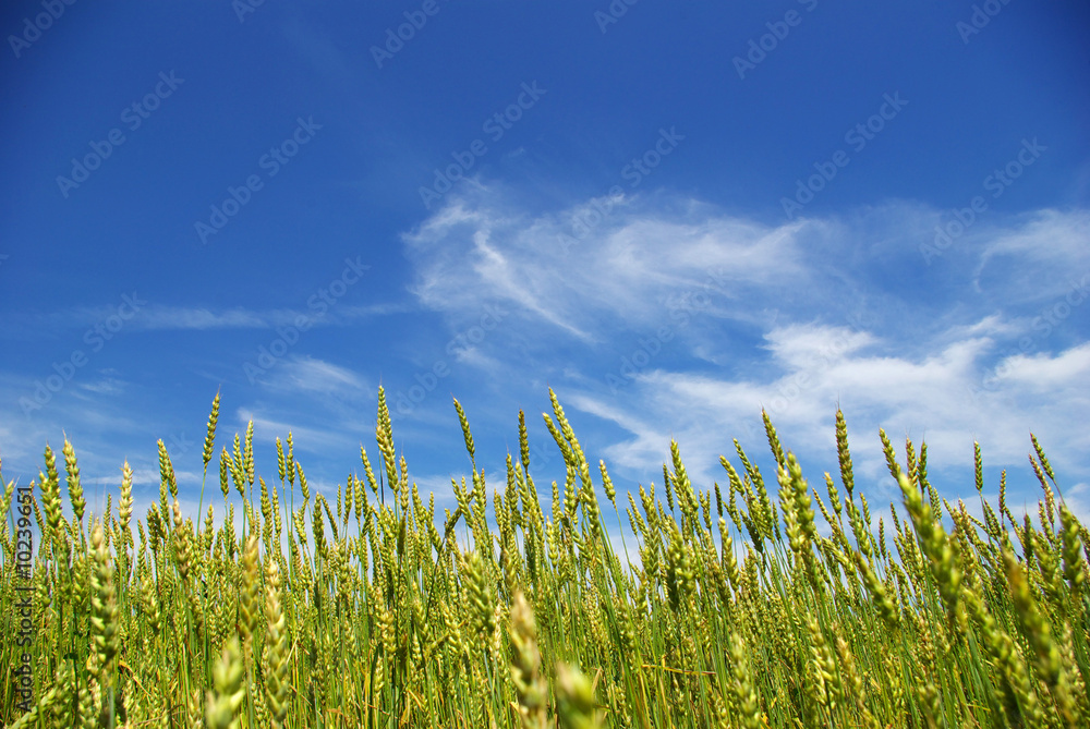 Obraz premium summer corn