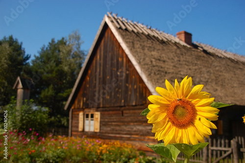 Sunflower in front of old stylish cottage house #10240426