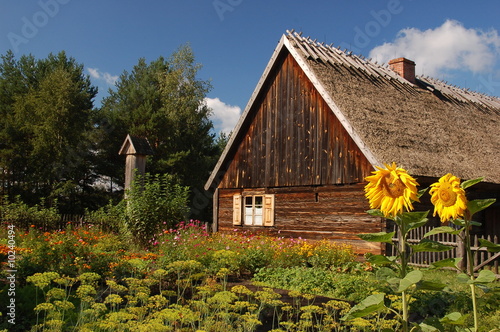 Wooden Cottage with sunflowers in front #10240494