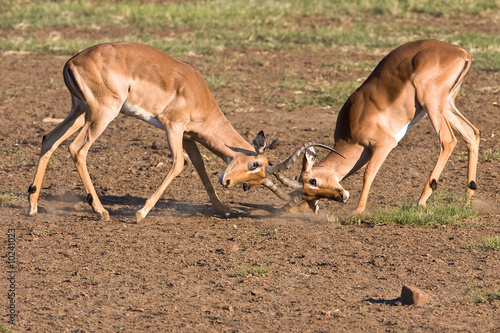 Impala rams fighting in the dusty savanna