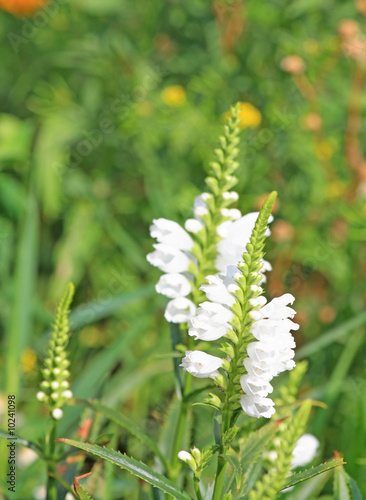 Close up of the white lupinus flower