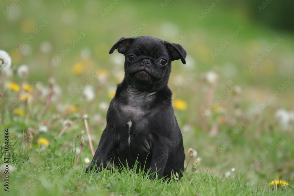 Chiot Carlin noir assis de face à la campagne Chiot Carlin noir assis de face à la campagne