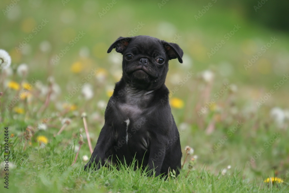 Chiot Carlin noir assis de face à la campagne