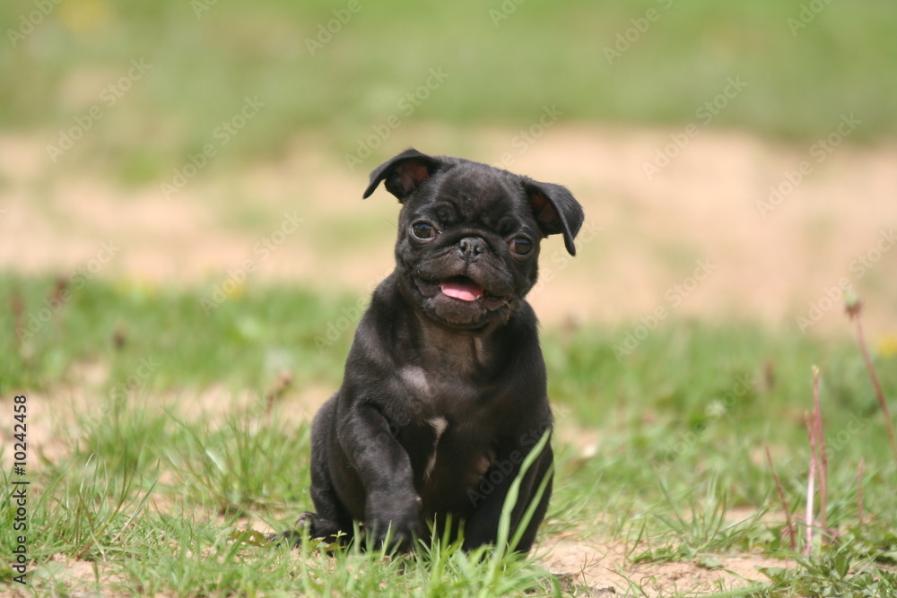 Chiot Carlin noir assis de face Stock Photo | Adobe Stock