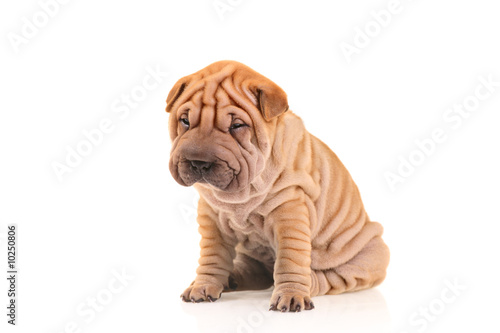 Foto Sad little sharpei puppy isolated against white background