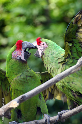 Fighting military macaws