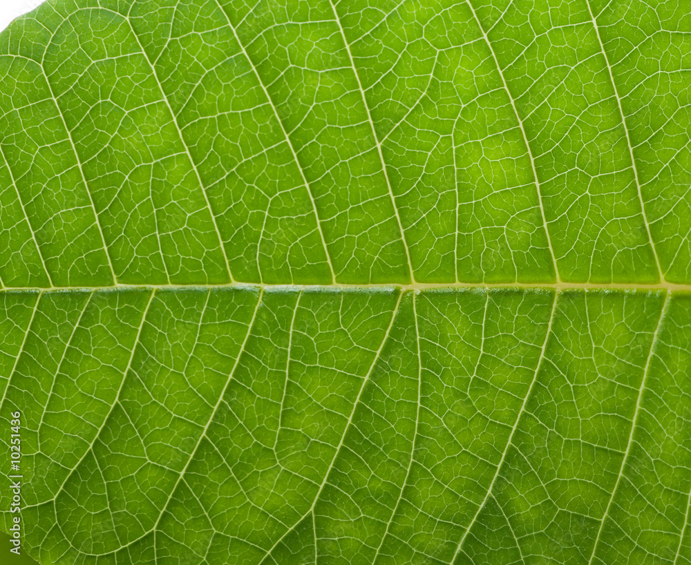A close up of leaf - obrazy, fototapety, plakaty 