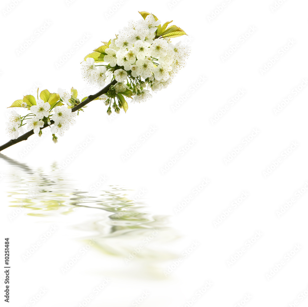 blossoming tree branch and its reflection blossoming tree branch and its reflection