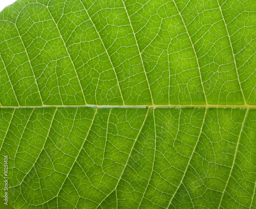 A close up of leaf