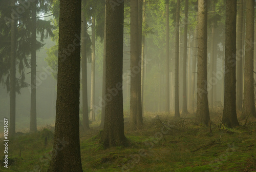 Wald im Nebel - forest in fog 02