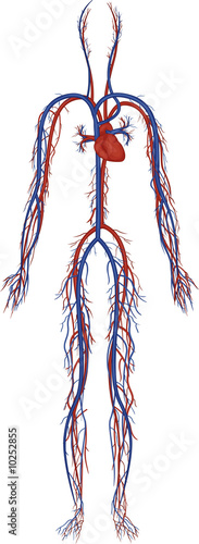 circulatory system photo