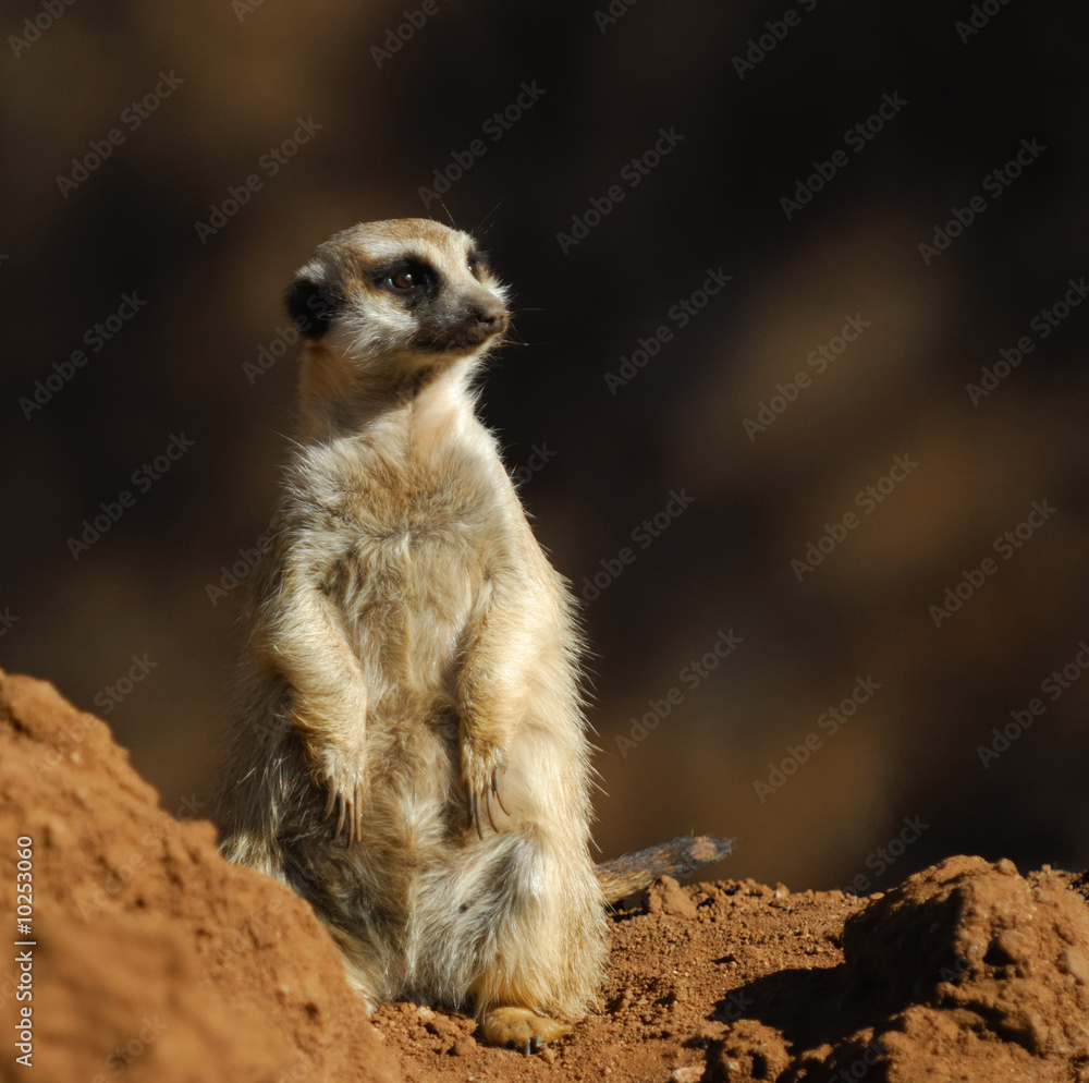 Fototapeta premium Meerkat at Sun City zoo. South Africa.