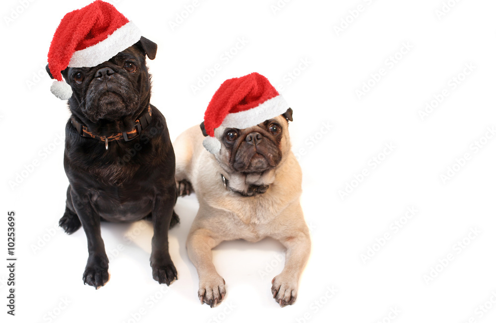 Black and Fawn colored Pugs with christmas santa claus hat