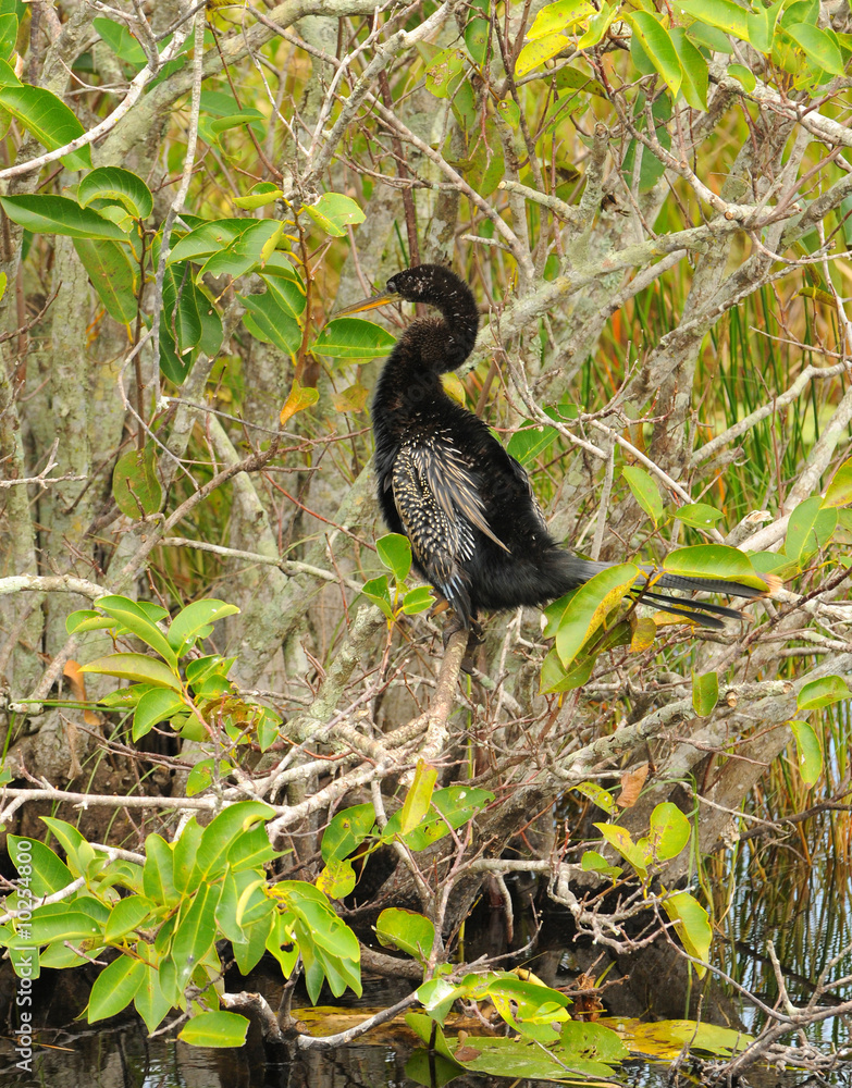 Fototapeta premium Anhinga hiding in the Everglades wetlands